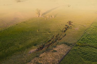 İhracat için bir öküz sürüsünün havadan görünüşü, Arjantin kırsalında doğal çayırlarda yetişen sığırlar..