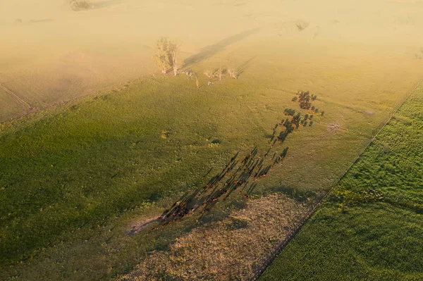 İhracat için bir öküz sürüsünün havadan görünüşü, Arjantin kırsalında doğal çayırlarda yetişen sığırlar..