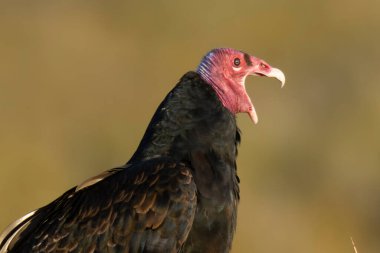 Turkey Vulture, Cathartes aura , in Peninsula Valds, Patagonia Argentina