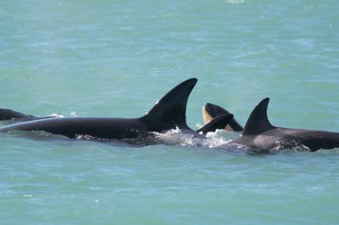 Orca family with a newborn calf one week old, Peninsula Valds, Chubut Province,  Patagonia, Argentina