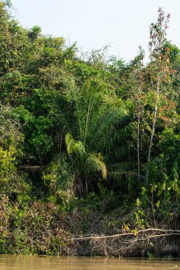 Pantanal Riverside Ormanı, Dos Irmos, Pocone, Mato Grosso, Brezilya