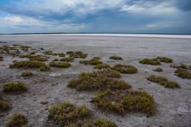 Salinas Grandes 'teki tuzlu çimenler, La Pampa Eyaleti, Patagonya, Arjantin.