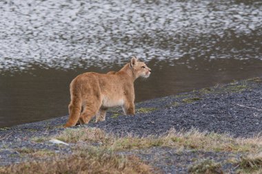 Wild Puma, Puma concolor, Mountain Lion, Torres del Paine Ulusal Parkı, Şili