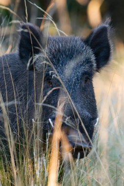 Pampas Otlağı 'nda Avrupa Yabandomuzu Avcılığı, La Pampa Arjantin