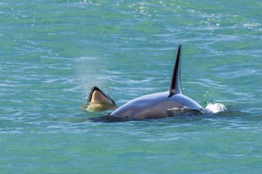 Orca mother with newborn calf, Peninsula Valds, Chubut Province, Patagonia, Argentina.