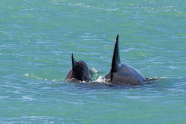 Orca mother with newborn calf, Peninsula Valds, Chubut Province, Patagonia, Argentina.