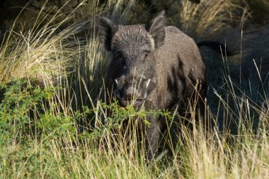 Pampas Otlağı 'nda Avrupa Yabandomuzu Avcılığı, La Pampa Arjantin