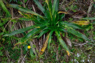 Quebrada del Condorito Ulusal Parkı 'ndaki dağ bitkileri, Crdoba, Arjantin.