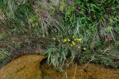 Quebrada del Condorito Ulusal Parkı 'ndaki dağ bitkileri, Crdoba, Arjantin.