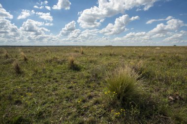 La Pampa, Arjantin 'de Gökyüzü Bulutlu Çayırlık