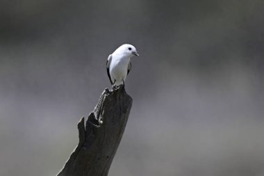 Beyaz Monjita La Pampa 'nın otlaklarında, Patagonya, Arjantin