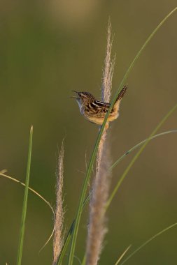 Sedge Wren Arjantin 'in Pampas Grassland şehrinde.