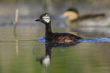Beyaz tüylü Grebe yüzücüsü, La Pampa Eyaleti, Patagonya, Arjantin