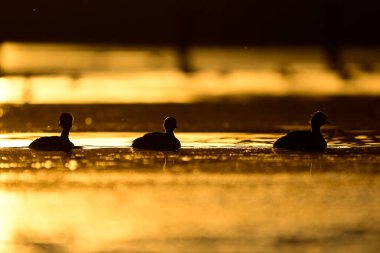 Gümüşi Grebe La Pampa, Patagonya, Arjantin 'in Bataklıklarında Günbatımında