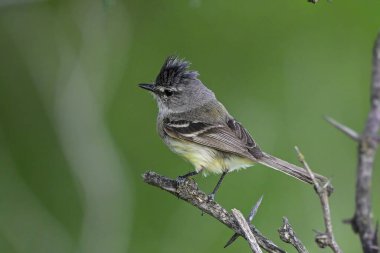 Beyaz armalı Tyrannulet Chaco Ormanı, La Pampa, Patagonya, Arjantin