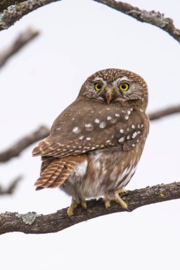 Ferruginous pigme baykuşu, Glaucidium brasilianum Calden ormanında, La Pampa, Patagonya, Arjantin