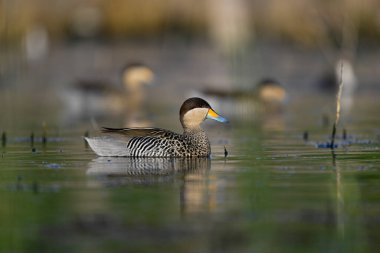 La Pampa, Patagonya, Arjantin 'de Teal Halkası.