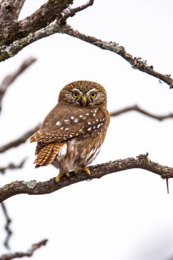 Ferruginous pigme baykuşu, Glaucidium brasilianum Calden ormanında, La Pampa, Patagonya, Arjantin