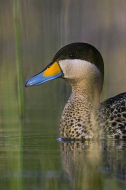 La Pampa, Patagonya, Arjantin 'de Teal Halkası.