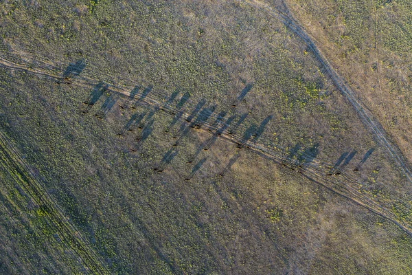 Pmpas Kırsalında sığır sürüsü, La Pampa Eyaleti, Patagonya, Arjantin.