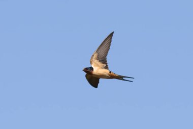 Pampa, La Pampa, Arjantin üzerinde uçan ahır kırlangıcı, doğal çayırlarda çatal kuyruklu kuş..