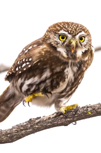 Ferruginous pigme baykuşu, Glaucidium brasilianum Calden ormanında, La Pampa, Patagonya, Arjantin