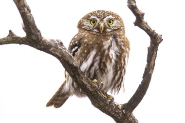 Ferruginous pigme baykuşu, Glaucidium brasilianum Calden ormanında, La Pampa, Patagonya, Arjantin