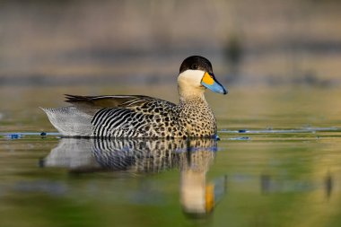 La Pampa, Patagonya, Arjantin 'de Teal Halkası.