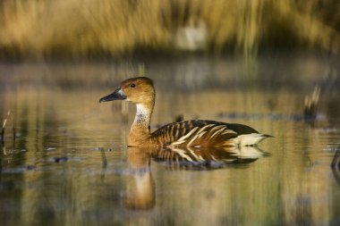 Beyaz, La Pampa, Patagonya, Arjantin 'in Bataklıklarında Islık Ördek ile Yüzleşti.