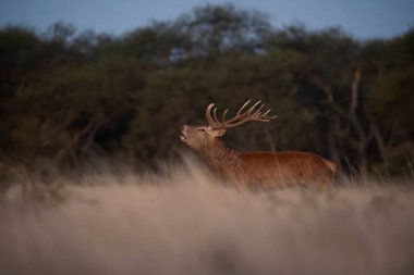 Parque Luro, La Pampa, Arjantin 'de çiftleşme mevsiminde kızıl geyik kükremesi