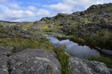 Pampa de Achala 'daki Highland çayır ekosistemi Quebrada del Condorito Ulusal Parkı, Crdoba, Arjantin. Yerli bitki örtüsü ve dağ biyolojik çeşitliliği.
