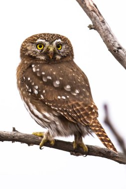 Ferruginous pigme baykuşu, Glaucidium brasilianum Calden ormanında, La Pampa, Patagonya, Arjantin