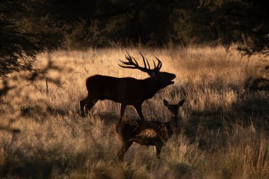 Parque Luro, La Pampa, Arjantin 'de çiftleşme mevsiminde kızıl geyik kükremesi