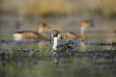 La Pampa, Patagonya, Arjantin 'in Bataklıklarında Gümüş Grebe