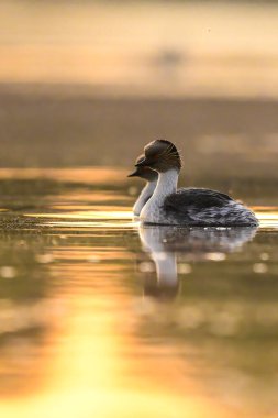 La Pampa, Patagonya, Arjantin 'in Bataklıklarında Gümüş Grebe