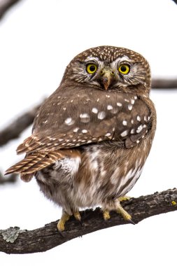 Ferruginous pigme baykuşu, Glaucidium brasilianum Calden ormanında, La Pampa, Patagonya, Arjantin