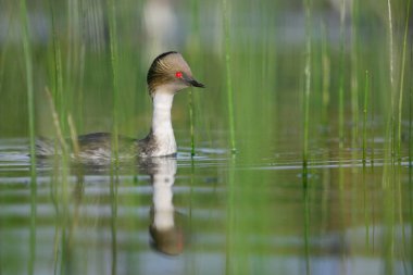 La Pampa, Patagonya, Arjantin 'in Bataklıklarında Gümüş Grebe