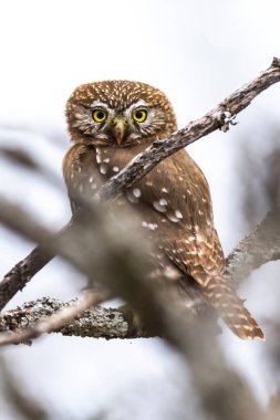 Ferruginous pigme baykuşu, Glaucidium brasilianum Calden ormanında, La Pampa, Patagonya, Arjantin