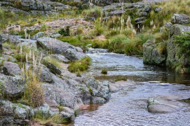 Pampa de Achala, Quebrada del Condorito Ulusal Parkı, Cordoba, Arjantin 'deki Highland çayır ekosistemi. Yerli bitki örtüsü ve dağ biyolojik çeşitliliği