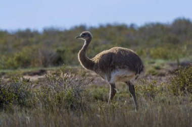 Lesser Rhea (Rhea pennata) in Peninsula Valdes, Chubut Province, Patagonia, Argentina.