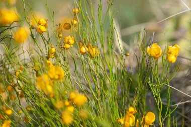 Lihue Calel Ulusal Parkı, La Pampa Eyaleti, Patagonya, Arjantin.