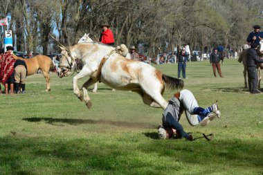 Macachin, La Pampa, Arjantin, 09-03-2018, kırsal kesimdeki geleneksel Arjantin rodeo festivali sırasında Gaucho 'nun yükselen bir atı evcilleştirmesi.