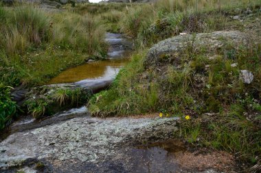 Pampa de Achala 'daki Highland çayır ekosistemi Quebrada del Condorito Ulusal Parkı, Crdoba, Arjantin. Yerli bitki örtüsü ve dağ biyolojik çeşitliliği.