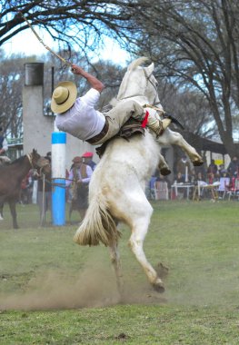 Macachin, La Pampa, Arjantin, 09-03-2018, kırsal kesimdeki geleneksel Arjantin rodeo festivali sırasında Gaucho 'nun yükselen bir atı evcilleştirmesi.