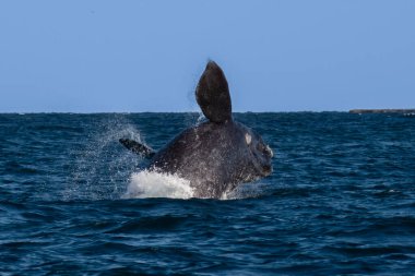 Güney sağ balina yarımada Valds, Patagonya, Arjantin vahşi yaşam davranış ve deniz koruma ihlali.