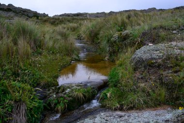 Pampa de Achala 'daki Highland çayır ekosistemi Quebrada del Condorito Ulusal Parkı, Crdoba, Arjantin. Yerli bitki örtüsü ve dağ biyolojik çeşitliliği.