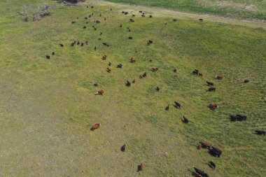 Pmpas Kırsalında sığır sürüsü, La Pampa Eyaleti, Patagonya, Arjantin.