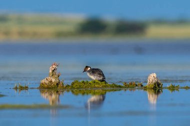 La Pampa, Patagonya, Arjantin 'deki bir lagünde yuva yapan gümüşi Grebe, vahşi yaşam ve sulak arazi koruma.