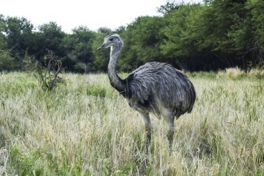 Patagonya, Arjantin 'deki vahşi yaşam davranışları ve doğal ekosistem için Pampas otlaklarında daha büyük Rhea..