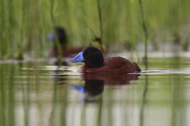 Patagonya sulak arazisinde yüzen Arjantin Gölü Ördeği (Oxyura vittata) ile göl sahnesi